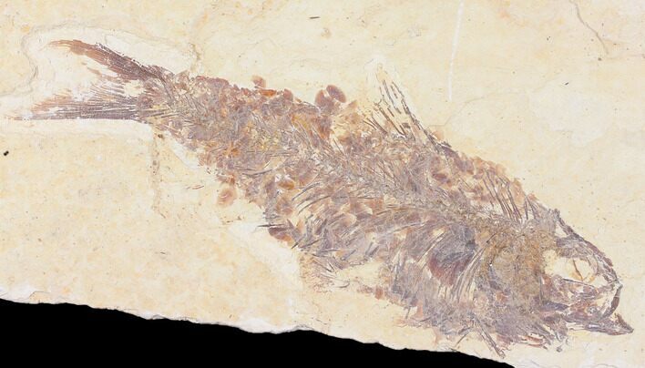 Bargain, Fossil Fish (Knightia) - Wyoming #109952